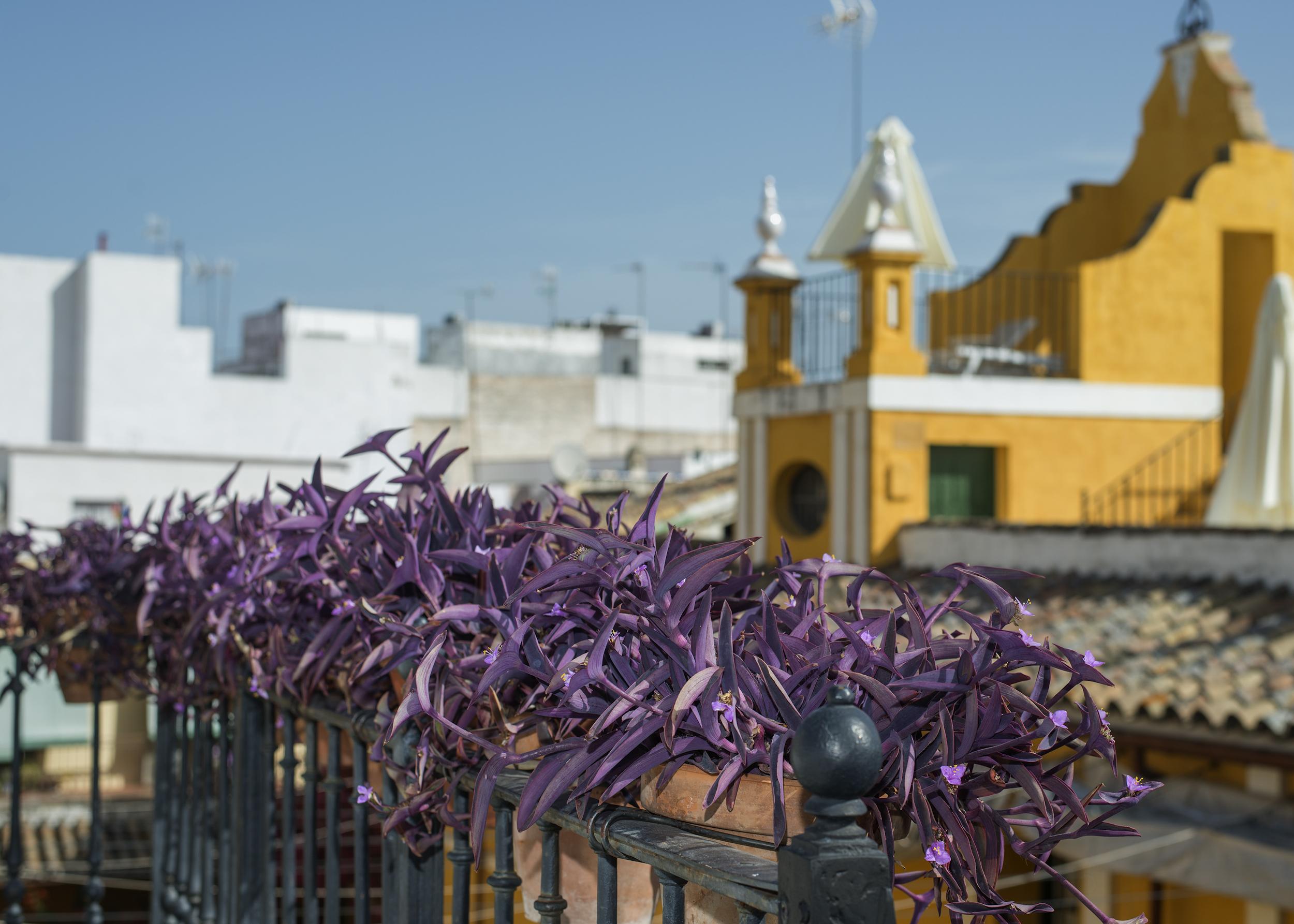 Casas De La Juderia Sevilla